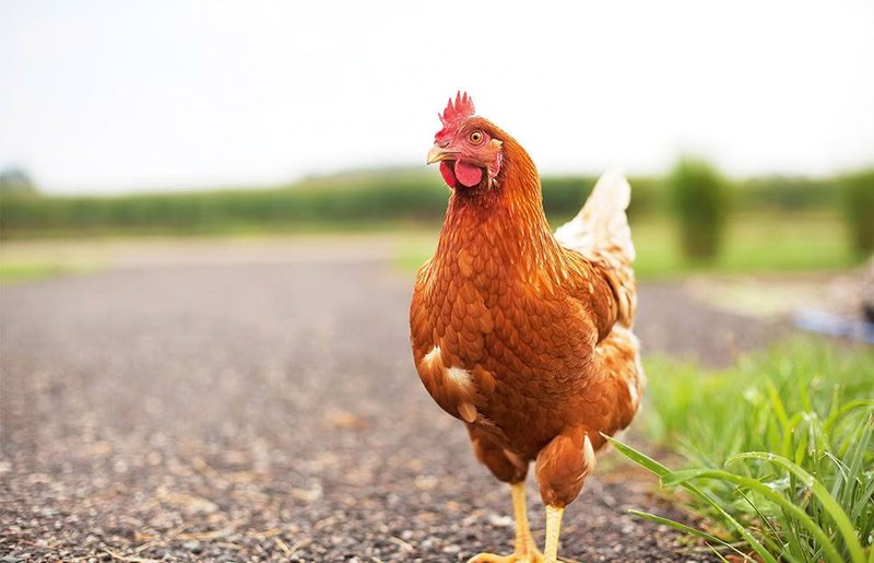 Descubre El Misterioso Camino del Pollo en el Casino de Chicken Road España